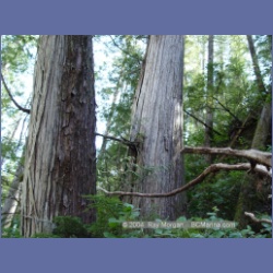 2003_1762_Houghton_Woodlot_Mereworth_Sound.html