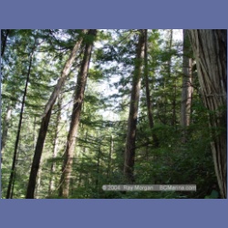 2003_1763_Houghton_Woodlot_Mereworth_Sound.html