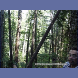 2003_1764_Houghton_Woodlot_Mereworth_Sound.html