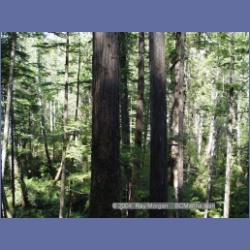 2003_1765_Houghton_Woodlot_Mereworth_Sound.html