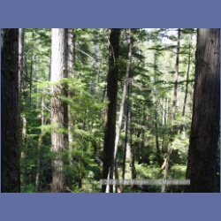 2003_1766_Houghton_Woodlot_Mereworth_Sound.html