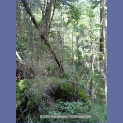 2003_1767_Houghton_Woodlot_Mereworth_Sound.html