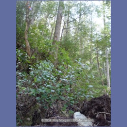 2003_1768_Houghton_Woodlot_Mereworth_Sound.html