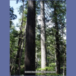 2003_1769_Houghton_Woodlot_Mereworth_Sound.html