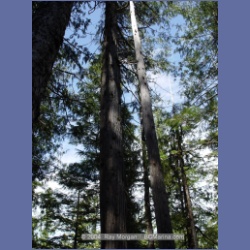 2003_1770_Houghton_Woodlot_Mereworth_Sound.html
