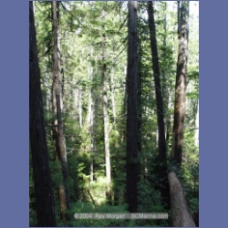 2003_1771_Houghton_Woodlot_Mereworth_Sound.html
