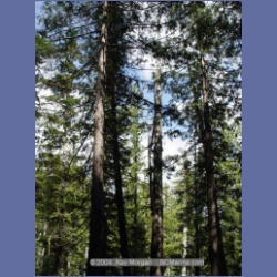 2003_1772_Houghton_Woodlot_Mereworth_Sound.html