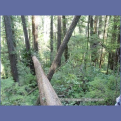 2003_1774_Houghton_Woodlot_Mereworth_Sound.html
