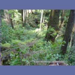 2003_1775_Houghton_Woodlot_Mereworth_Sound.html