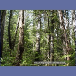 2003_1776_Houghton_Woodlot_Mereworth_Sound.html