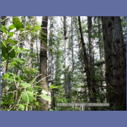 2003_1777_Houghton_Woodlot_Mereworth_Sound.html