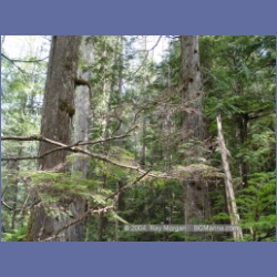 2003_1778_Houghton_Woodlot_Mereworth_Sound.html