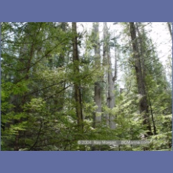 2003_1779_Houghton_Woodlot_Mereworth_Sound.html