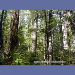 2003_1780_Houghton_Woodlot_Mereworth_Sound.html