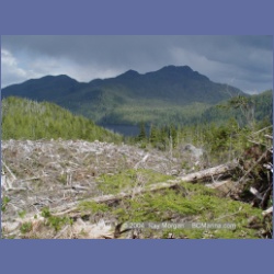 2003_1781_Houghton_Woodlot_Mereworth_Sound.html