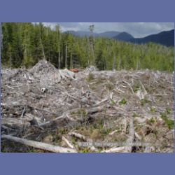 2003_1782_Houghton_Woodlot_Mereworth_Sound.html