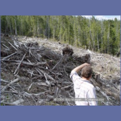 2003_1783_Houghton_Woodlot_Mereworth_Sound.html
