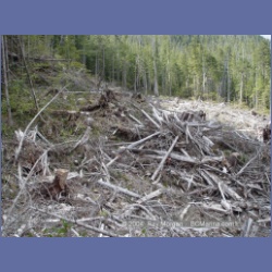 2003_1784_Houghton_Woodlot_Mereworth_Sound.html
