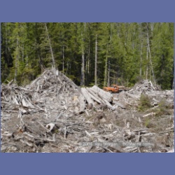 2003_1785_Houghton_Woodlot_Mereworth_Sound.html
