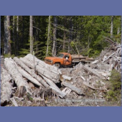 2003_1786_Houghton_Woodlot_Mereworth_Sound.html
