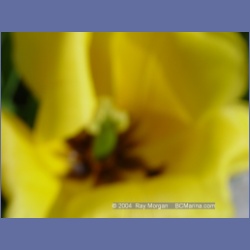 2003_1798_Houghton_Woodlot_Mereworth_Sound.html