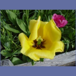 2003_1799_Houghton_Woodlot_Mereworth_Sound.html