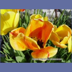 2003_1800_Houghton_Woodlot_Mereworth_Sound.html
