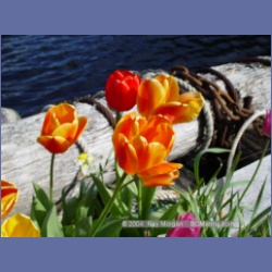 2003_1801_Houghton_Woodlot_Mereworth_Sound.html
