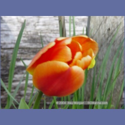 2003_1806_Houghton_Woodlot_Mereworth_Sound.html