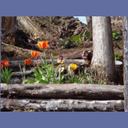 2003_1814_Houghton_Woodlot_Mereworth_Sound.html