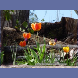 2003_1815_Houghton_Woodlot_Mereworth_Sound.html