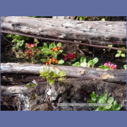 2003_1816_Houghton_Woodlot_Mereworth_Sound.html