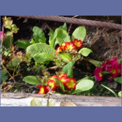 2003_1817_Houghton_Woodlot_Mereworth_Sound.html