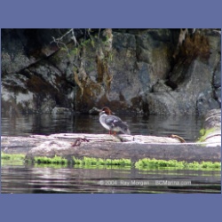 2003_1820_Houghton_Woodlot_Mereworth_Sound.html