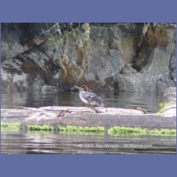 2003_1821_Houghton_Woodlot_Mereworth_Sound.html