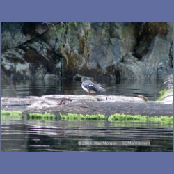 2003_1822_Houghton_Woodlot_Mereworth_Sound.html