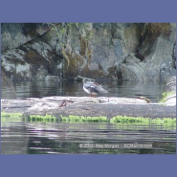 2003_1823_Houghton_Woodlot_Mereworth_Sound.html