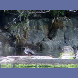 2003_1824_Houghton_Woodlot_Mereworth_Sound.html