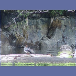 2003_1825_Houghton_Woodlot_Mereworth_Sound.html