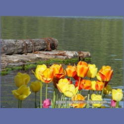 2003_1834_Houghton_Woodlot_Mereworth_Sound.html