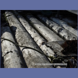 2003_1848_Houghton_Woodlot_Mereworth_Sound.html
