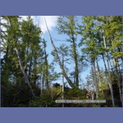 2003_1853_Houghton_Woodlot_Mereworth_Sound.html