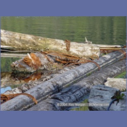 2003_1854_Houghton_Woodlot_Mereworth_Sound.html