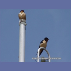 2003_1859_Houghton_Woodlot_Mereworth_Sound.html