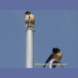 2003_1861_Houghton_Woodlot_Mereworth_Sound.html