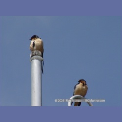 2003_1862_Houghton_Woodlot_Mereworth_Sound.html