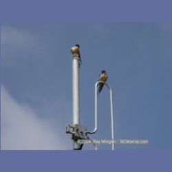 2003_1863_Houghton_Woodlot_Mereworth_Sound.html