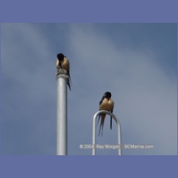 2003_1864_Houghton_Woodlot_Mereworth_Sound.html