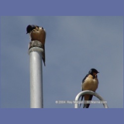 2003_1865_Houghton_Woodlot_Mereworth_Sound.html