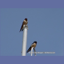 2003_1870_Houghton_Woodlot_Mereworth_Sound.html